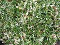 Variegated Asiatic Jasmine / Trachelospermum asiaticum 